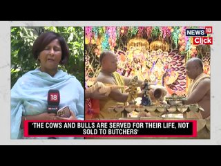 Maneka Gandhi Vs Iskcon_ BJP MP Says ISKCON Is A Biggest Cheat, It Sells Cows T