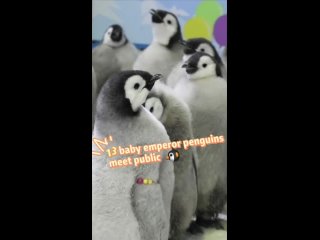 Детеныши императорских пингвинов в океанариуме города Чжухай на юге Китая