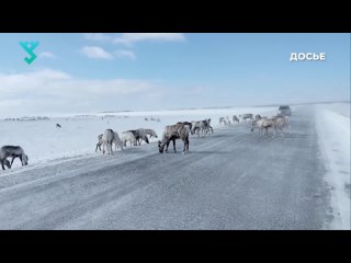 Сотрудники ДПС предупреждают жителей Ямала об оленях на дороге.