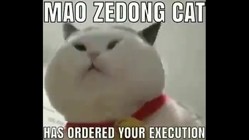 Peas In MAO ZEDONG CAT HAS ORDERED YOUR