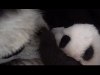 В Московском зоопарке показали, как панда Диндин умывает детеныша