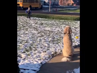 Как собака встречает мальчишку со школы 🐕