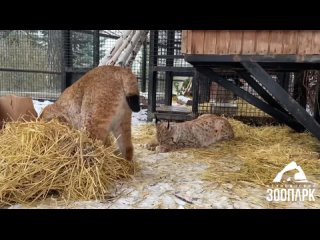 Что сделали с коробкой дикие кошки, показали в зоопарке Челябинска