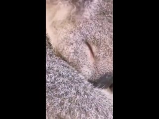 Эта маленькая коала дремлет
