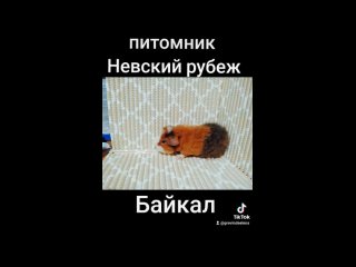 Питомник морских свинок “Невский рубеж“tan video