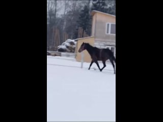 Video by Продажа и подбор лошадей!!