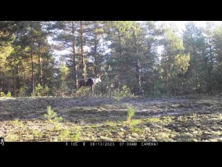 Молодой олень в Керженском заповеднике