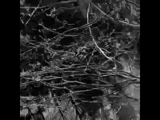 xasthur - funerals drenched in apathy (dsbm clip)