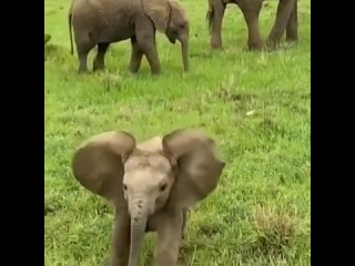 Семья слонов и любопытный слонёнок 🐘🐘🐘🥰🐘