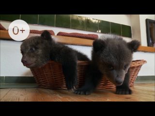 Медвежата путешественники - смотрите с 18 декабря 2023 в 20:20 на телеканале Zooпарк