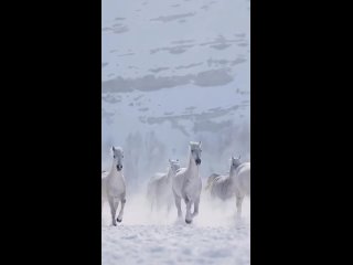 Доброе утро, друзья   Хорошего дня и настроения