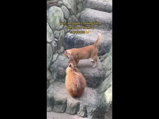 Тем временем кот по кличке Ойен продолжает жить в зоопарке Куала-Лумпура и, похоже, был окончательно принят в семью капибар