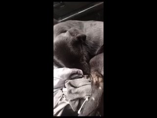 Видео от Расстрелянный пес Гром