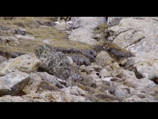 Як спасает теленка от снежного леопарда