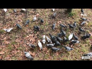 Кормушки для птиц развесили в одном из парков Донецка