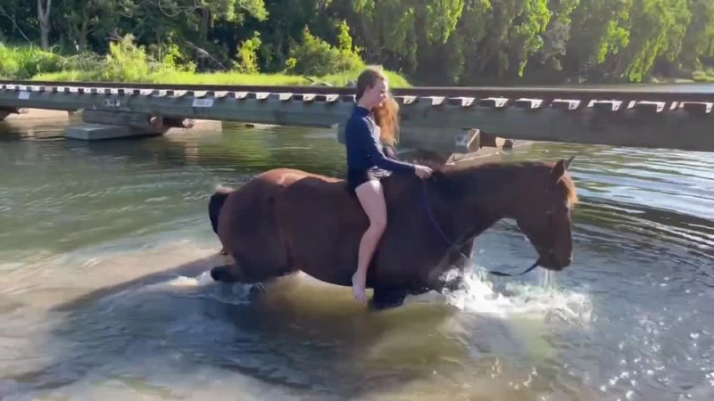 Horses Swimming!!!