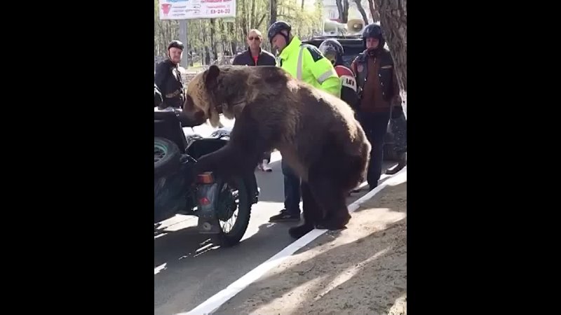 BBB Big Biker Bear and he enjoys