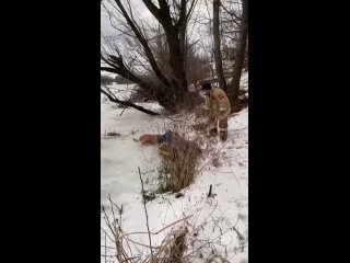 Человек собаке друг — в Орле хозяин, спасая своего пса, провалился под лед