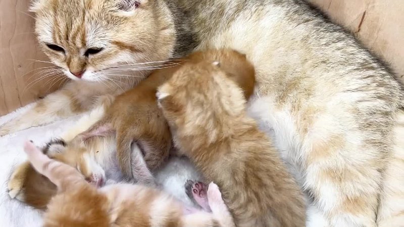 Cute kitten Caramel decided to pull out all the whiskers from her mother cat