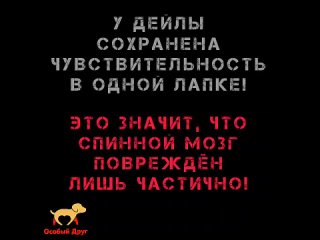 Кошке Дейле нужна срочная операция на позвоночник 🚨🆘🛑