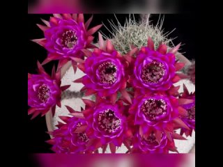 Как распускается цветок кактуса Эхинопсис