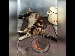 Кот любит тепло