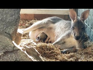 Новорожденный в Бахчисарае кенгуренок впервые показался из сумки.