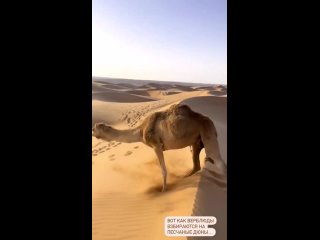 Вот как верблюды взбираются на песчаные дюны

Верблюды могут преодолевать до 160 км в день, двигаясь со скоростью 16 км/ч.