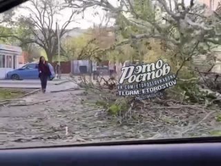 В Таганроге тополь упал на машину