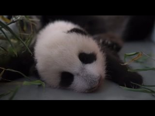 Маленькая панда из Московского зоопарка уже не такая уж и маленькая 

Видит, слышит, интересуется — очаровательная девочка!
