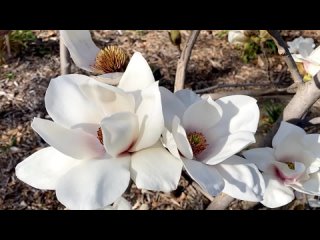 Magnolia ATHENE  -Белоснежное волшебство ещё один РЕДКИЙ СОРТ магнолии