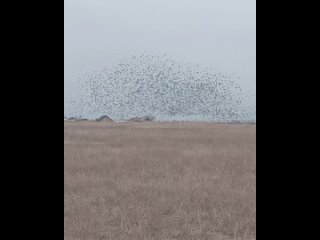 Видео от Марины Лапаевой