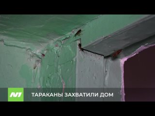 Тараканы захватили дом. Нижневартовск