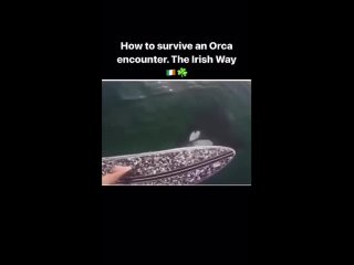 How to survive an Orca attack the Irish way