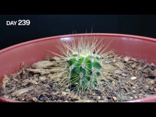 Growing Cactus From Seed (ONE YEAR Time Lapse) (1)