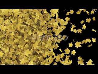 yellow-maple-leaves-transition-4k