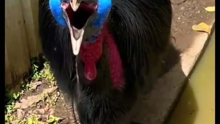 Опасные птицы фото Опасные птицы фото