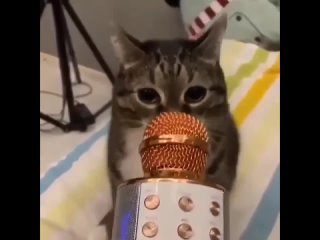“Давай давай в микрофон по ори“ и котиха (кот, кошка) кричит ААААА