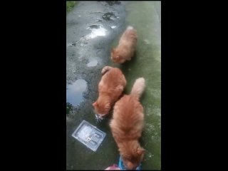 Видео от Помощь кошкам. Калининский район СПб