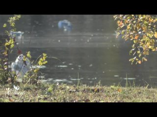 Гатчинские лебеди в солнечный октябрьский день