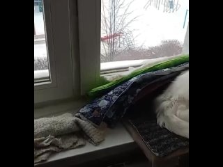 Хвост кота примерз к окну морозной ночью в Екатеринбурге

По словам хозяйки, он заснул на подоконнике в -19, а проснулся в -35.