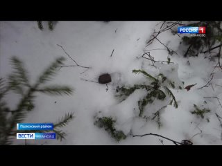 В Ивановской области завершается осенняя кампания по иммунизации диких животных