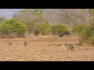 Леопард охотится на павиана средь бела дня