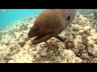 Giant moray, Гигантская мурена