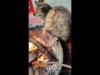 Коты и огонь