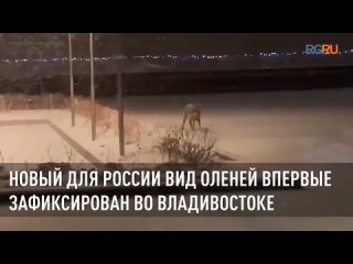 Новый для России вид оленей зафиксирован во Владивостоке