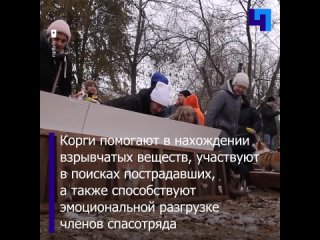 В Московской области состоялась осенняя встреча отряда корги-спасателей «Маруся и друзья»