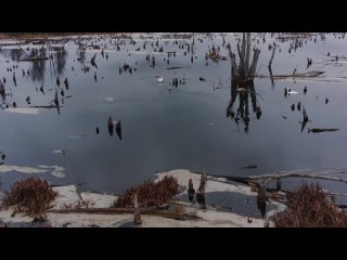 Лебеди на болоте