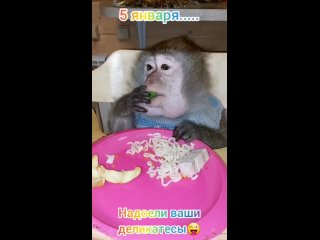 с Новым годом!🎄 улыбнитесь с #нашаМаша🤭 #monkey #mykbang #обезьяна #макака #зоо #экзотика #питомец #любимки #лучшие