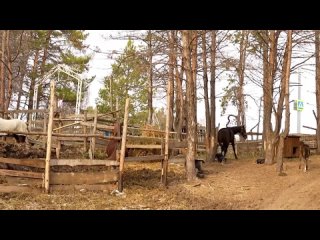 Жительница Новосибирска организовала приют для брошенных хозяевами лошадей